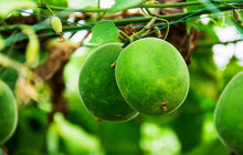Monk Fruit